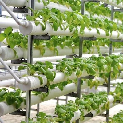 大規模な水栽培多スパン温室の輸送コストと配達時間