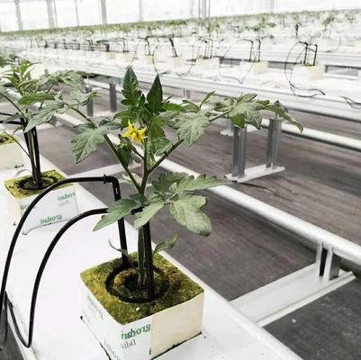 オーダーメイドの二重アーチビーム温室 あなたのニーズに個別化された野菜