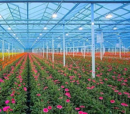 野菜栽培 雪振動器付き温室 30日以内に返金