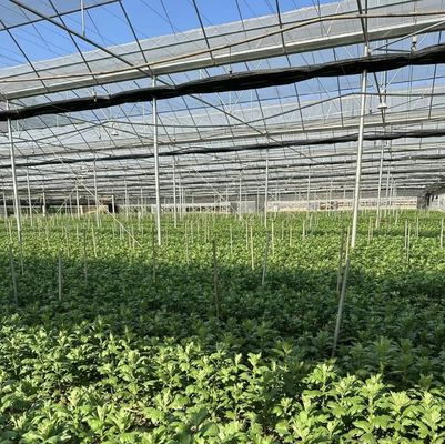 マルチスパンフィルム温室 農業用パッケージ 総重量20,000kg 価格も手頃