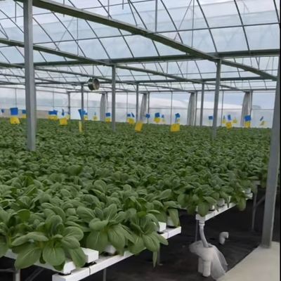 耐久性のあるPVCパイプと滴滴灌輸システムを持つ多スパン商業温室キット