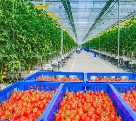 シングルまたはマルチスペンカスタマイズ 果物トマトの植え付けのための雪振動器温室