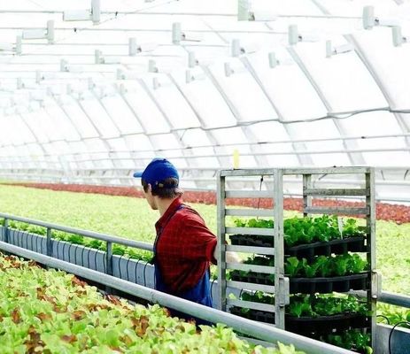 トマトの植え付けのためのカスタマイズされた雪振動器温室 単体または多スパン大
