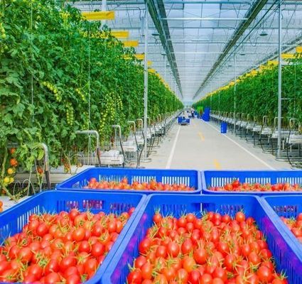 トマトの植え付けのためのカスタマイズされた雪振動器温室 単体または多スパン大