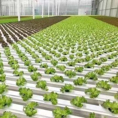 鋼プラスチック ダブルアーチビームデザイン 野菜のための温室