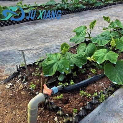 カスタム モダン 陽光 温室 二重層 キノコ 植え付け 要求