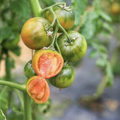 花を植えるためのカスタマイズされたマルチスパンフィルム温室 30日 お金返済保証