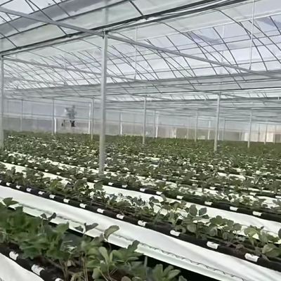 水栽培用多スパン温室 US 20/平方メートル 通貨 US