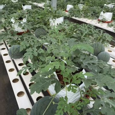水栽培用多スパン温室 US 20/平方メートル 通貨 US