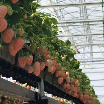 水力栽培野菜生産のためのカスタマイズされたマルチスペン温室産出ソリューション