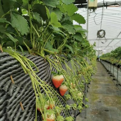 輸送コストと配送時間について 先進的な灌輸とマルチスパン温室