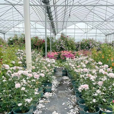 野菜生産のための多スパン温室 US 20/平方メートル分 注文サンプル