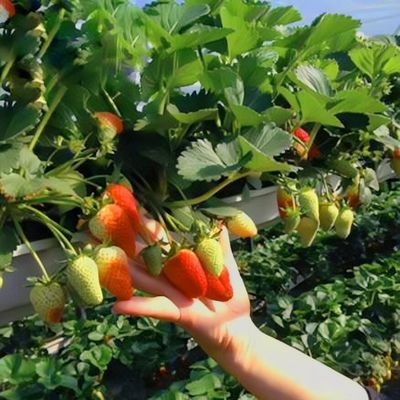 野菜生産のための多スパン温室 US 20/平方メートル分 注文サンプル