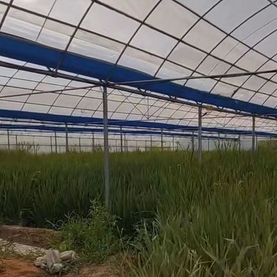 野菜生産のための多スパン温室 US 20/平方メートル分 注文サンプル