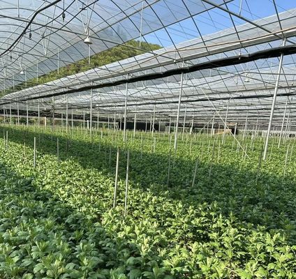 野菜生産のための多スパン温室 US 20/平方メートル分 注文サンプル