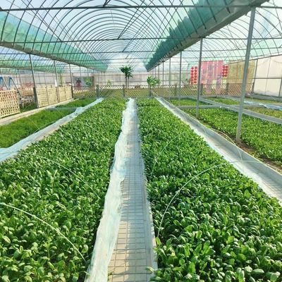 野菜生産 ポフィルム温室 シェーディングシステムと30日間の返金
