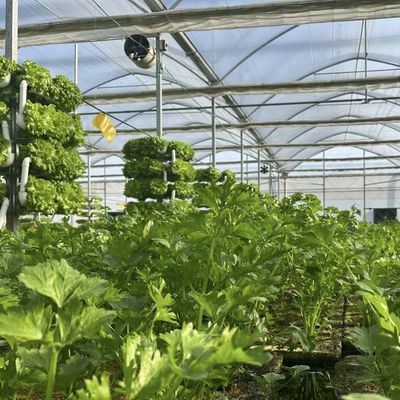野菜生産 ポフィルム温室 シェーディングシステムと30日間の返金