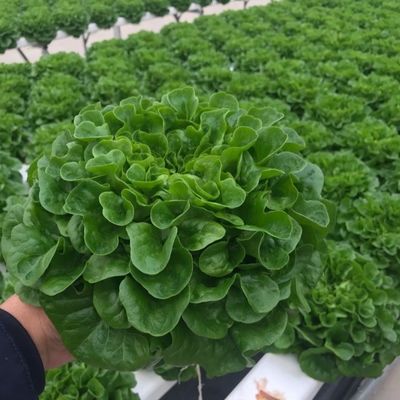 野菜生産 ポフィルム温室 シェーディングシステムと30日間の返金