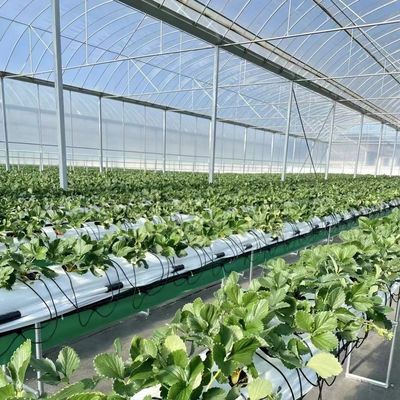 水栽培 用 の 多層 フィルム 温室 は 荒い 天候 から 植物 を 保護 する