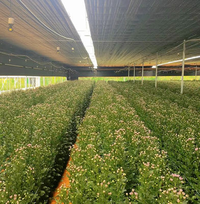 水栽培 用 の 多層 フィルム 温室 は 荒い 天候 から 植物 を 保護 する
