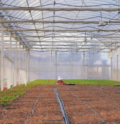水栽培 用 の 多層 フィルム 温室 は 荒い 天候 から 植物 を 保護 する