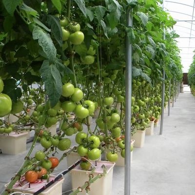 水栽培 用 の 多層 フィルム 温室 は 荒い 天候 から 植物 を 保護 する