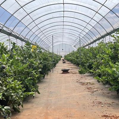 野菜生産ソリューションのための鉄鋼構造多スパンココペア土壌温室