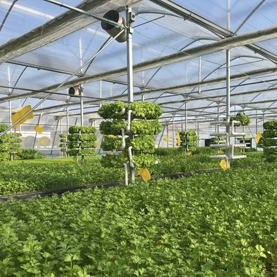 野菜生産 ポフィルム温室 水管システムと低運送コスト