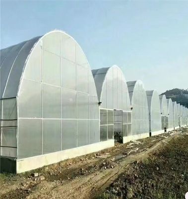 フィルムで覆われた大型多スパン高トンネル温室 大規模栽培