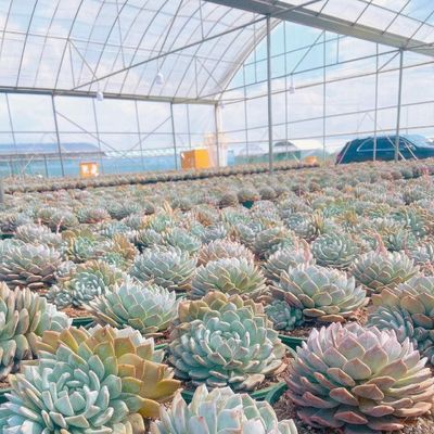 芝を植えるための多スパンフィルム温室 適正なカバー材料とシェーディングシステム