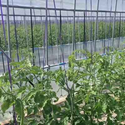 芝を植えるための多スパンフィルム温室 適正なカバー材料とシェーディングシステム