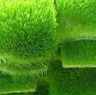 多機能容器用飼料 二重層花/野菜/種子繁殖用