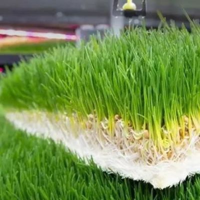 多機能容器用飼料 二重層花/野菜/種子繁殖用