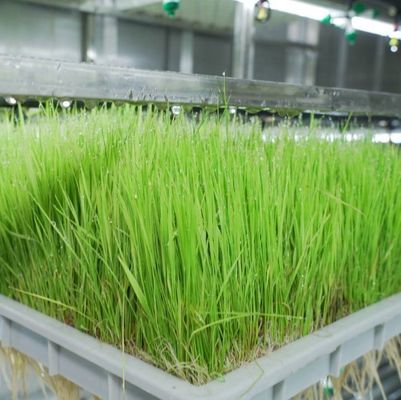 多機能容器用飼料 二重層花/野菜/種子繁殖用