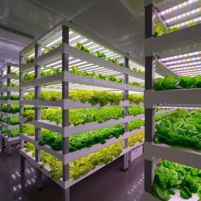 輸送コストと推定納期 葉野菜のコンテナ温室