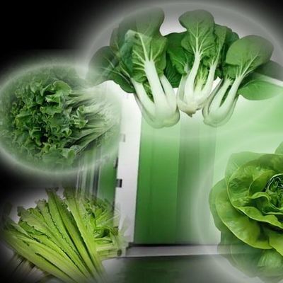 輸送コストと推定納期 葉野菜のコンテナ温室