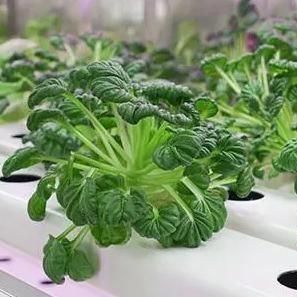 輸送コストと推定納期 葉野菜のコンテナ温室