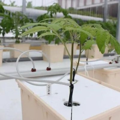 鋼鉄構造 垂直農業コンテナ 多スパン水栽培システム付き温室