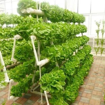 鋼鉄構造 垂直農業コンテナ 多スパン水栽培システム付き温室