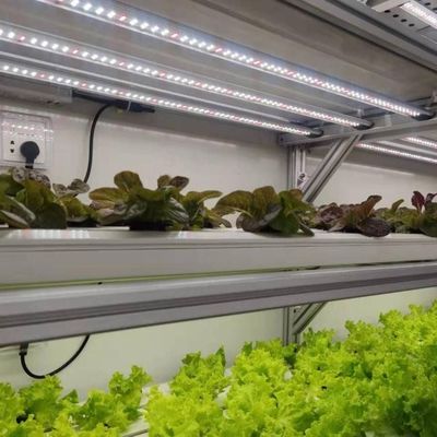 鋼鉄構造 垂直農業コンテナ 多スパン水栽培システム付き温室