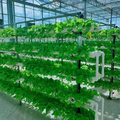 鋼鉄構造 垂直農業コンテナ 多スパン水栽培システム付き温室