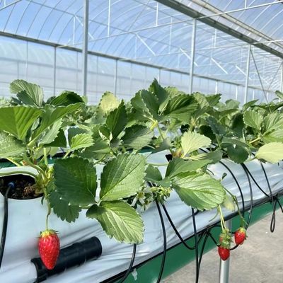 草や花を植えるための多スパンフィルム温室