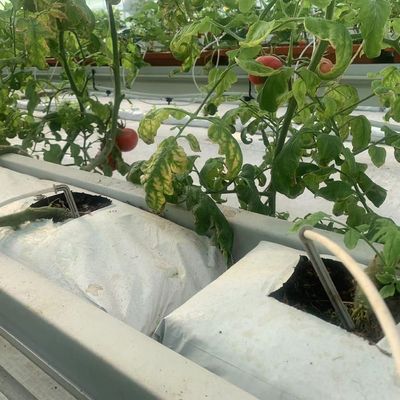 基質培養システムを持つ高度な多スパン垂直農業コンテナ温室