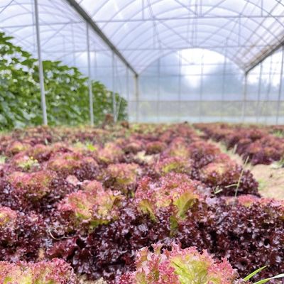 商業的な温室持続可能な農業における野菜栽培のためのココペア土壌