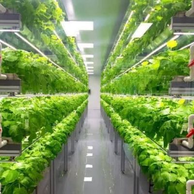 多スパン農業温室 40フィートコンテナ 水育垂直農業システム
