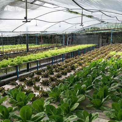 2000.000kg パッケージ 総重量 水栽培のための商業温室 気候制御