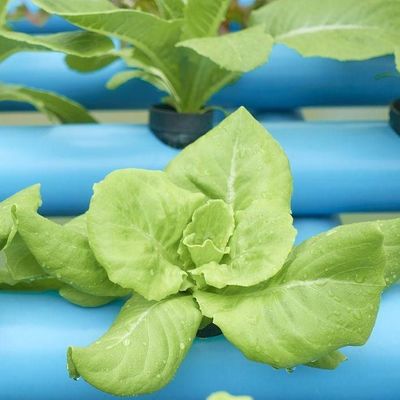 2000.000kg パッケージ 総重量 水栽培のための商業温室 気候制御