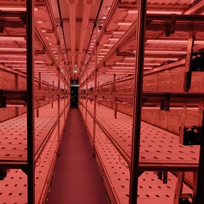 農業用温室 多スパン JX 環境に優しい栽培のためのコンテナ温室