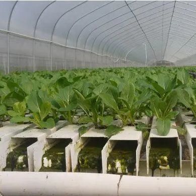 多スパン湿度制御フィルム 野菜の温室 野菜の成長を最適化