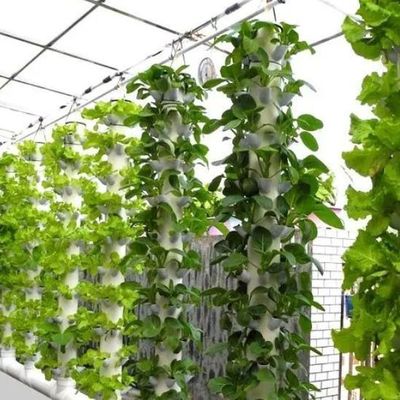 多スパン湿度制御フィルム 野菜の温室 野菜の成長を最適化